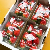 和田農園様の「幻の苺まりひめ」のネット販売スタート！